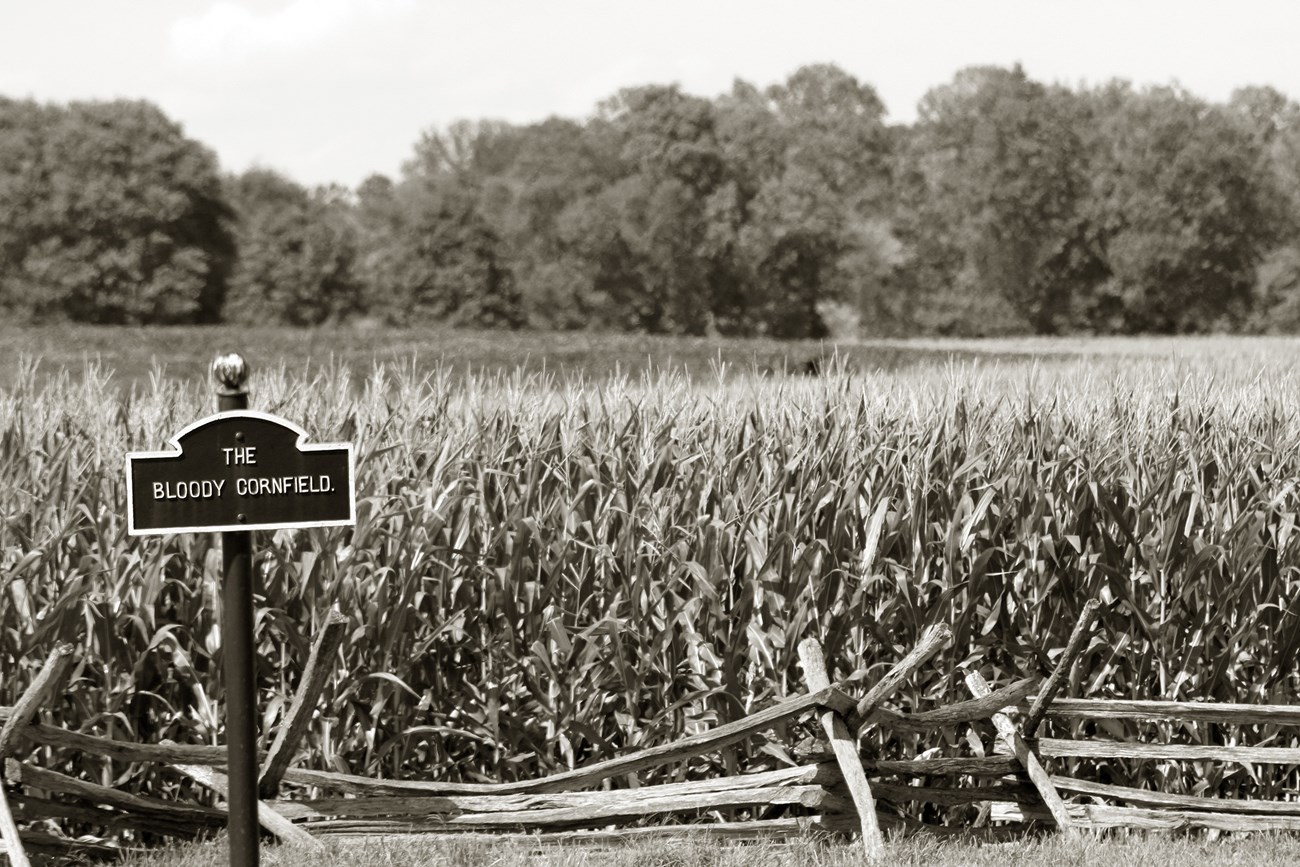 Modern photo of the historic Cornfield