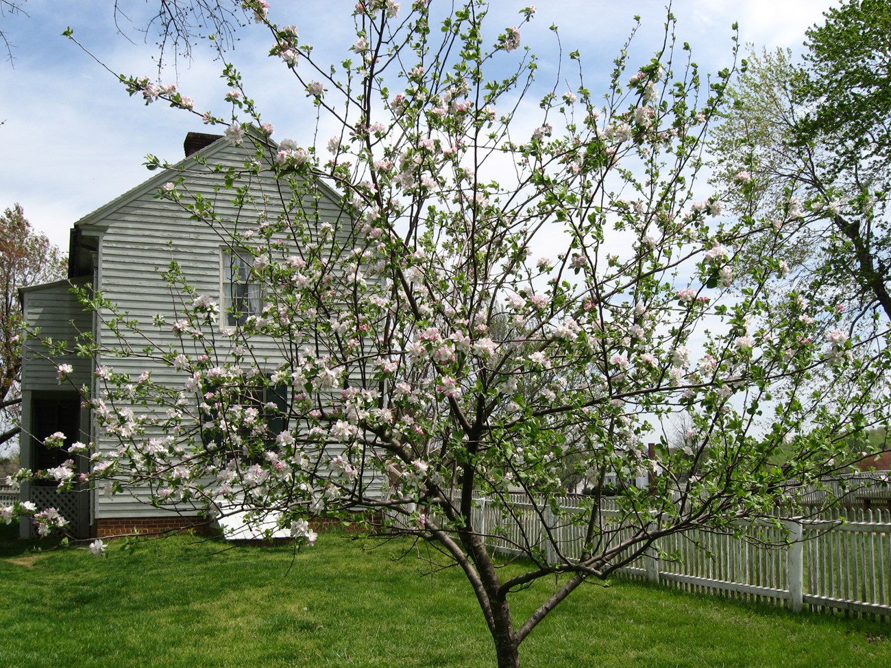 Apple tree blooming behind the Meek's Store.