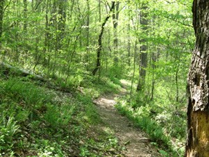 Woods and Trails Woods and Trails