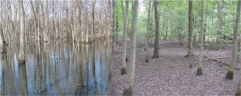 Vernal Pool Mar n June