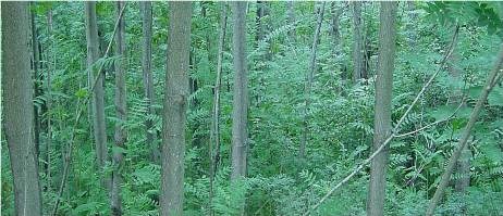 ailanthus