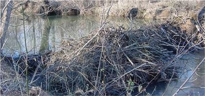 beaver dam