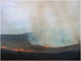 cropped burn pic