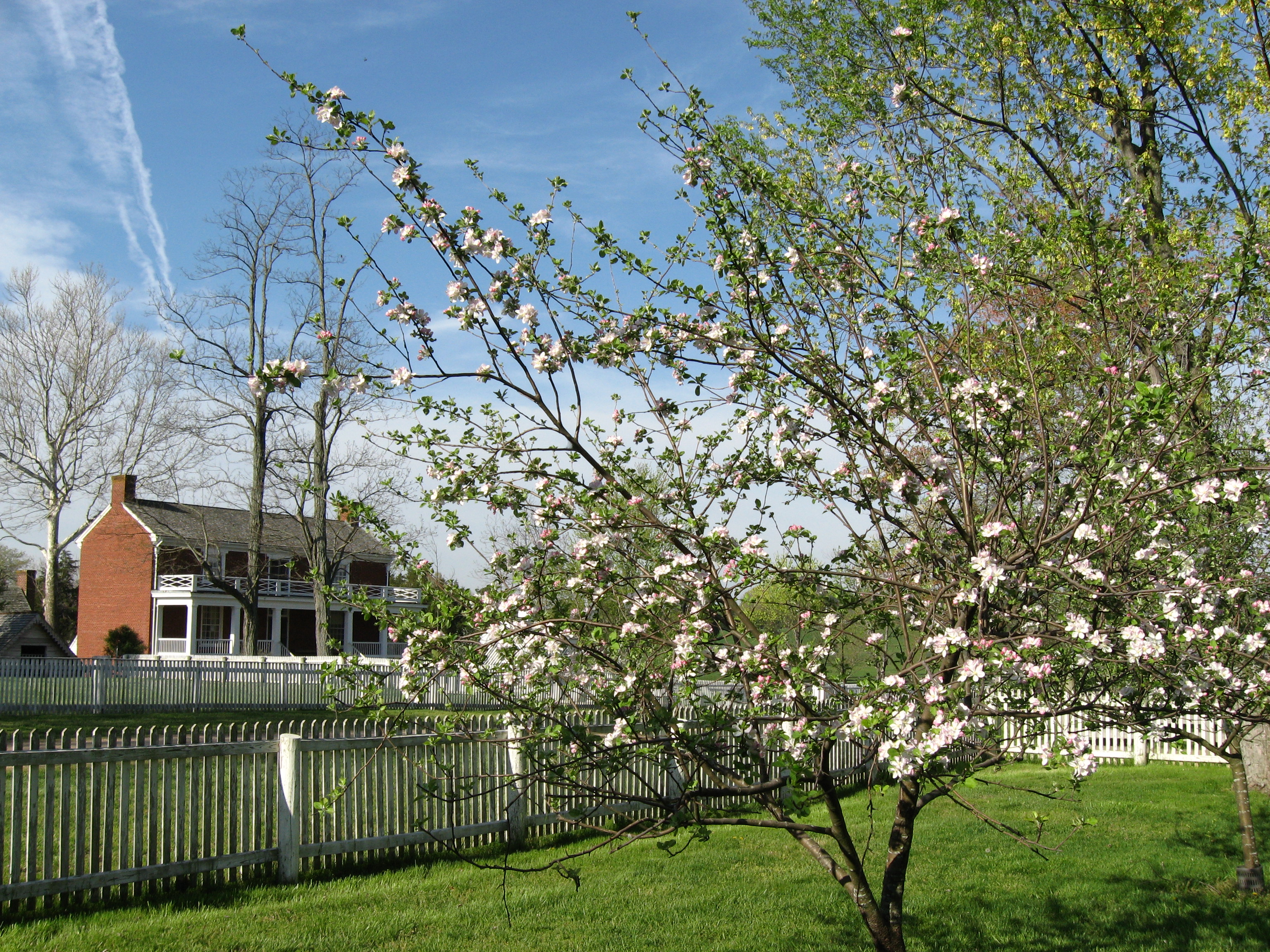 Picture of the McLean House with apple trees blooming