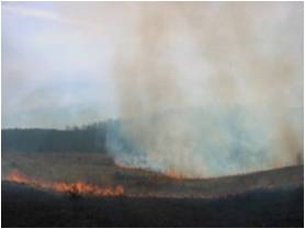 cropped burn pic