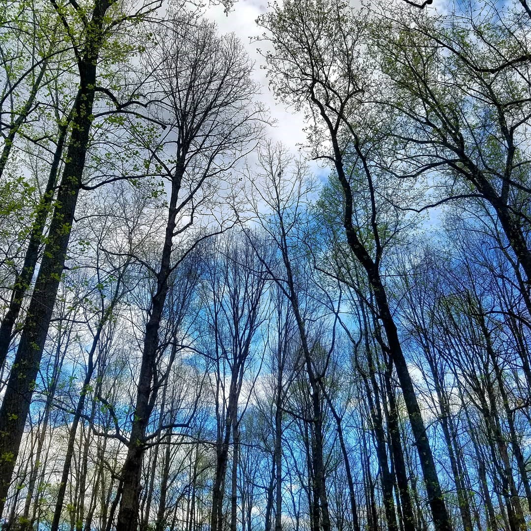 View looking upward at bare trees with spots of green buds silhouetted against a blue sky dotted with white clouds.