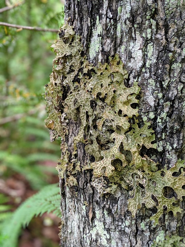 Veiny, green lichen on the bark of a tree.