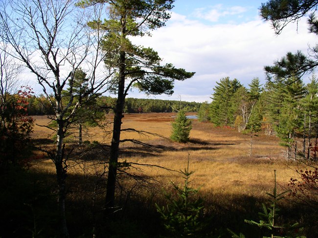 View between trees onto a large boggy area with trees on the edges.