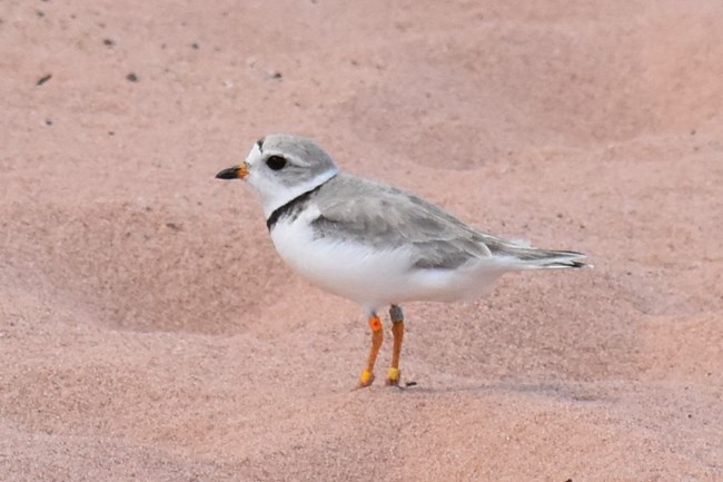 A small white and grey bird stands on the sand.