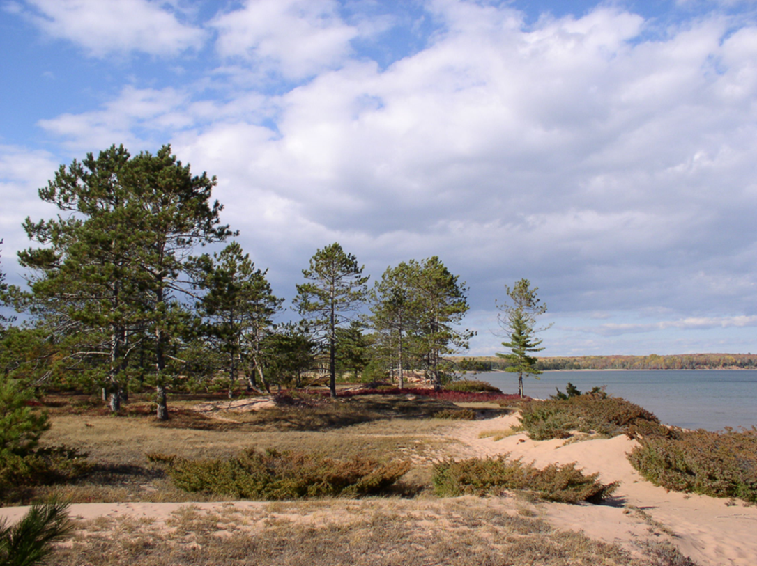 Pine barren on the tombolo near Julian Bay. Sandy area with low bushes and interspersed tall, pine trees.