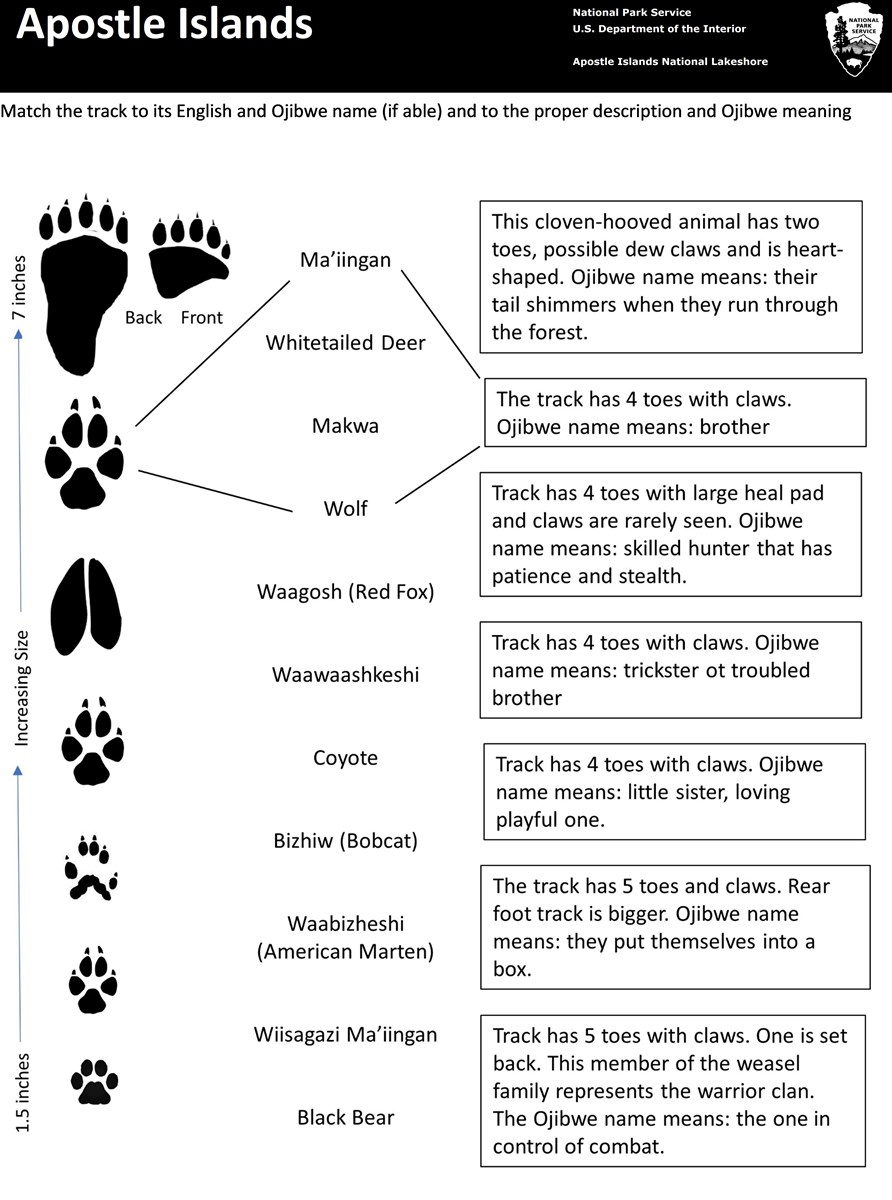 Photo of the animal track matching activity sheet.