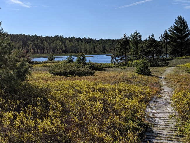 A narrow boardwalk travels through low shrubs.