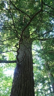 Looking up the length of a tall hemlock tree with branches.