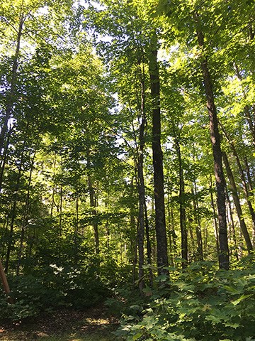 A thick forest of green maple trees with green understory.