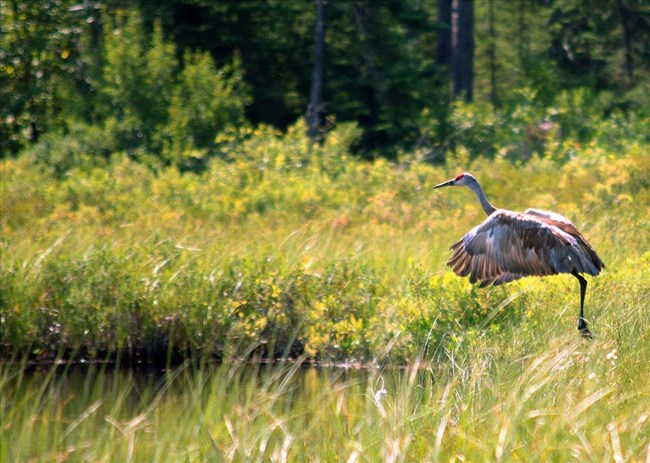 A sandhill crane takes off from a vegetated marsh.