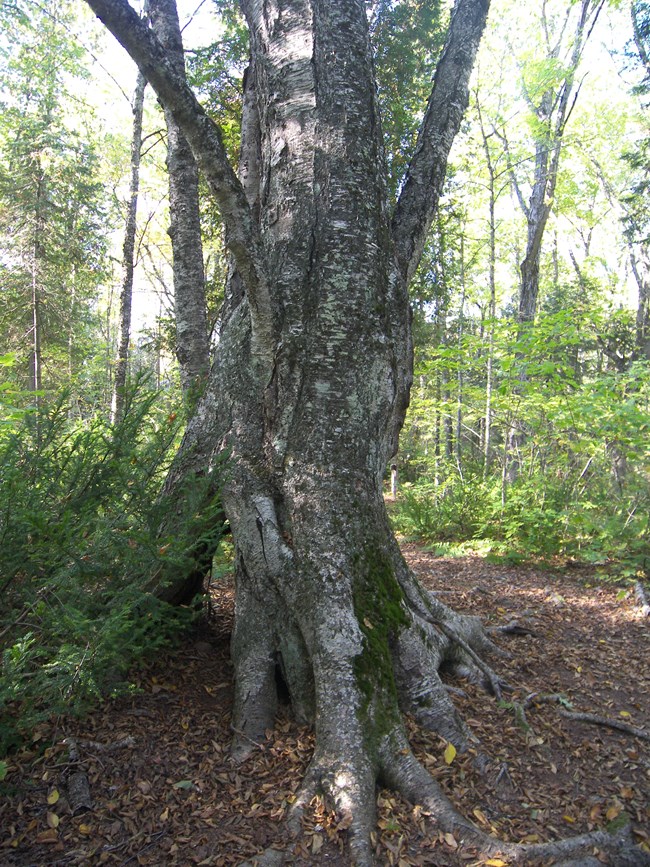 A thick, old, rugged tree trunk with many branches reaching upward.