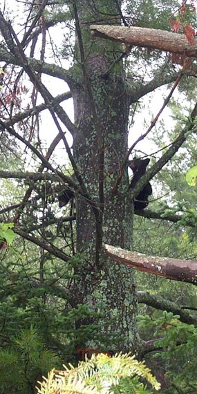 two cubs in tree Cubs on Stockton Island