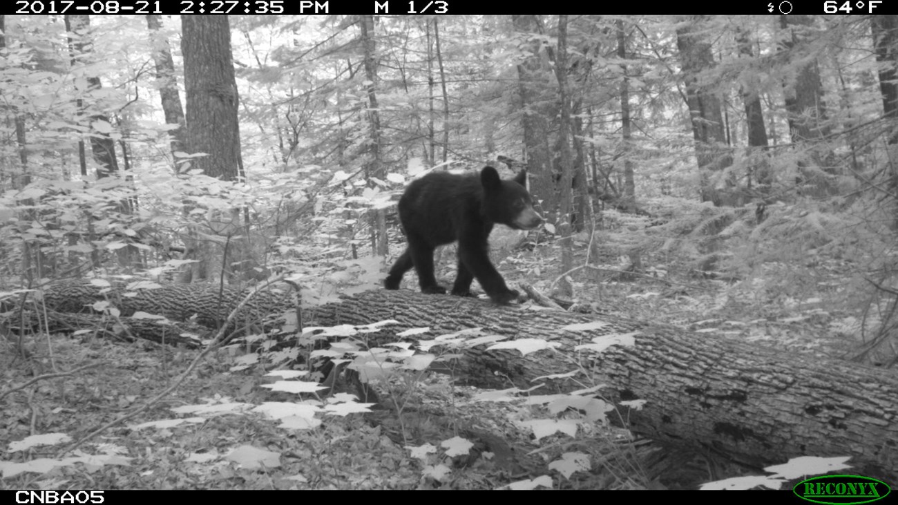 Black and white wildlife camera photo of a bear cub walking on a downed tree.