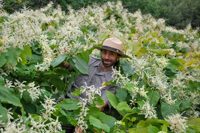 Park Ranger Japanese Knotweed