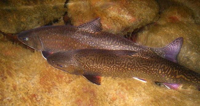 Two patterned trout swimming over moss covered rocks.