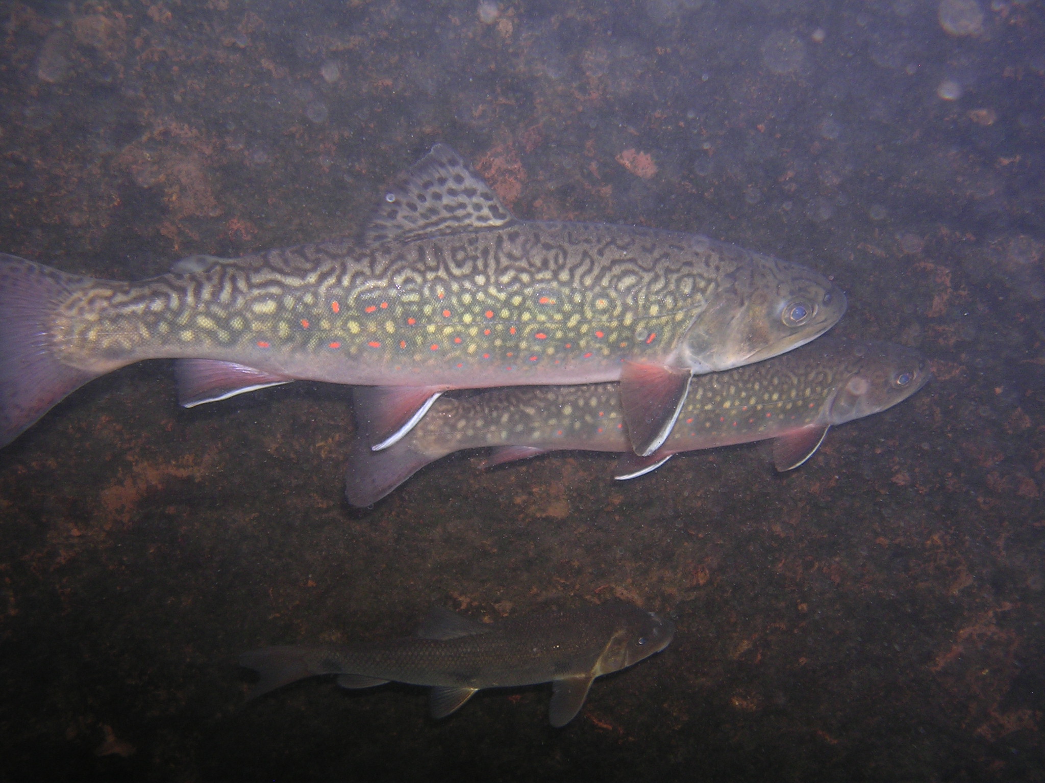 Fish - Apostle Islands National Lakeshore (U.S. National Park Service)