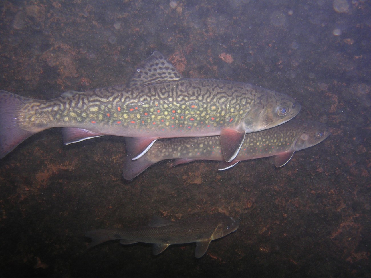 Three brownish fish with yellow and red spots.