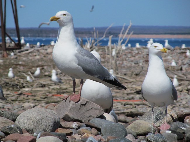 Two white gulls stand on small rocks with other gulls flying in the background.