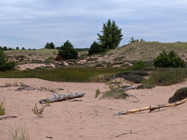 Sand dunes - bare in front, covered by grass and a few trees behind.