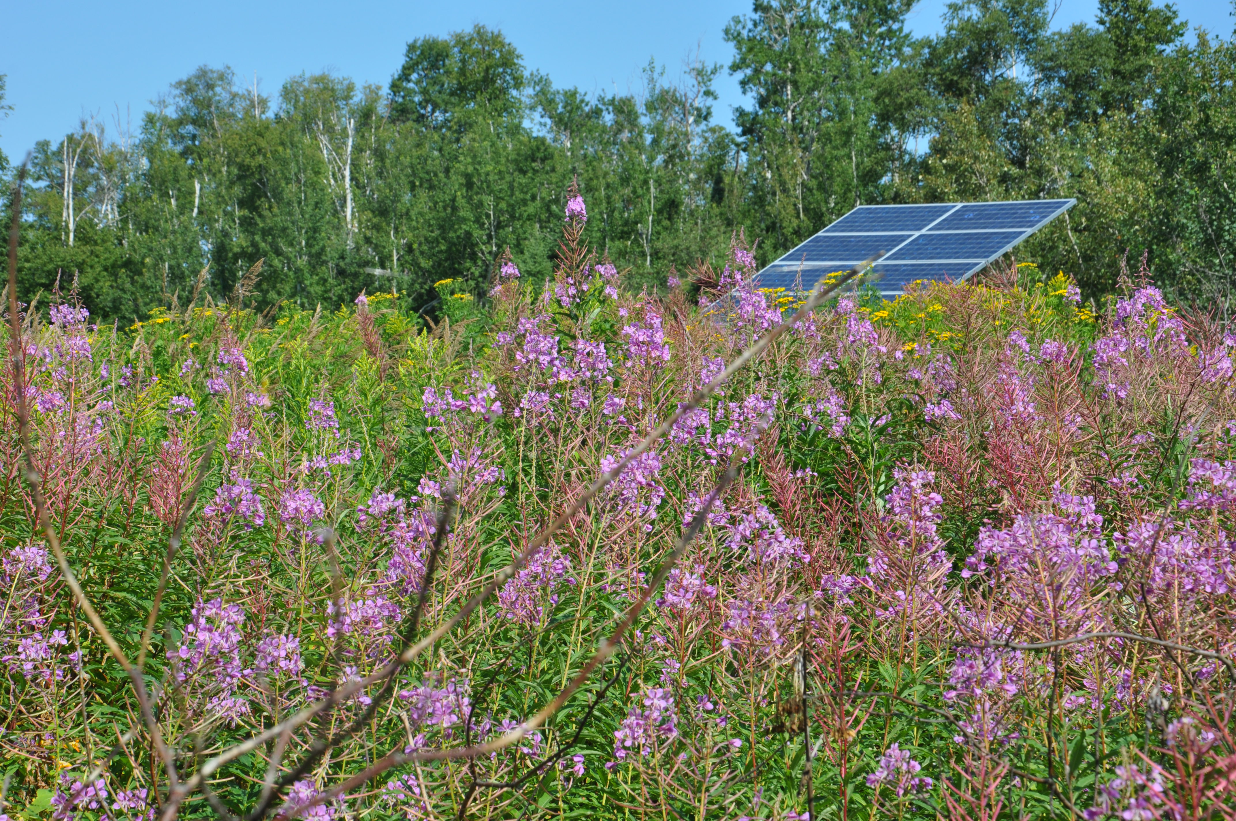 Solar panels are visible in the background behind purple fireweed flowers.