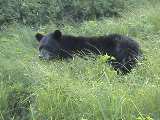 Black bear walking through grass.