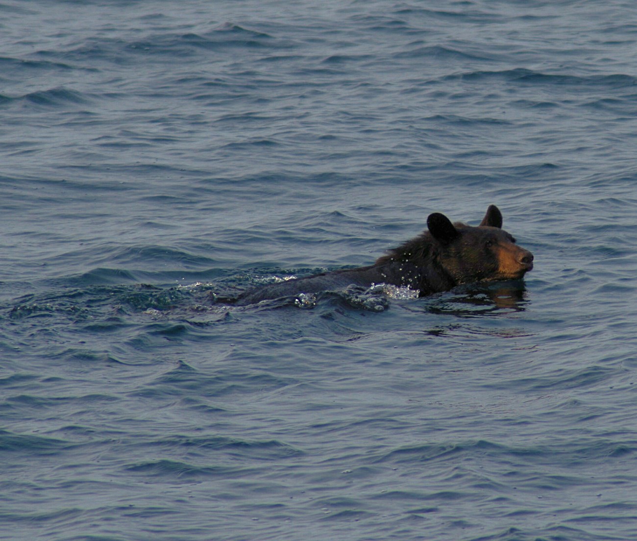 Black bear swimming in blue water.
