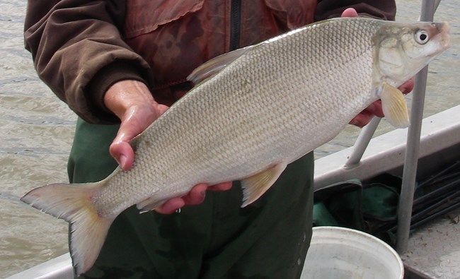 A live whitefish held in two hands.