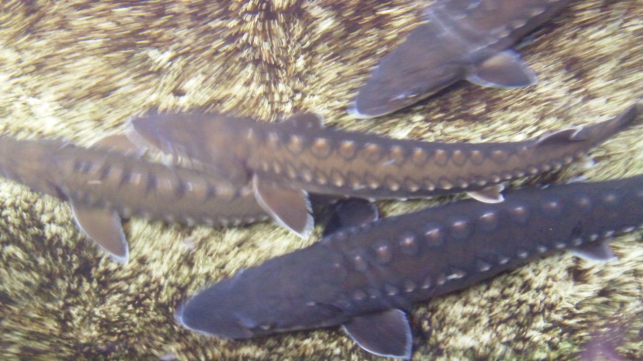 Four gray fish (sturgeon) swimming above gravel.