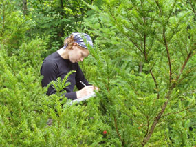 Canada Yew