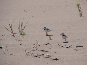 Long Island Piping Plovers