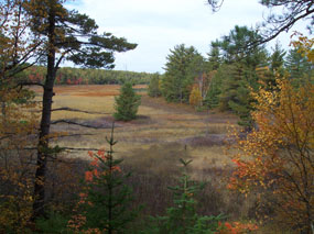 Bog on Stockton Island