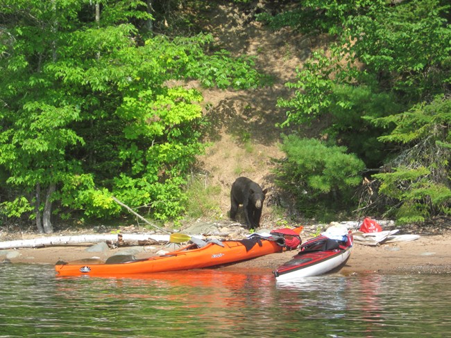 A black bear approaching 2 kayaks on the shore of a lake from the forest.