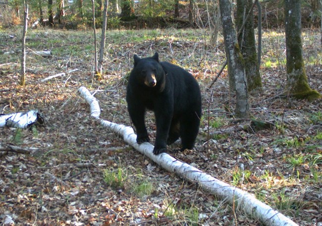 A black bear in a forest with the front paws on a log.