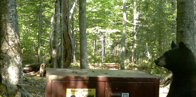 A black bear with its face up against a metal bear resistant food storage locker.