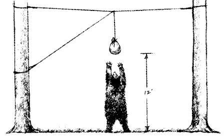 Picture of a bag hung with rope, 10 feet above the ground and 5 feet from the tree's trunk. A small bear is reaching up towards the bag, but cannot reach it.