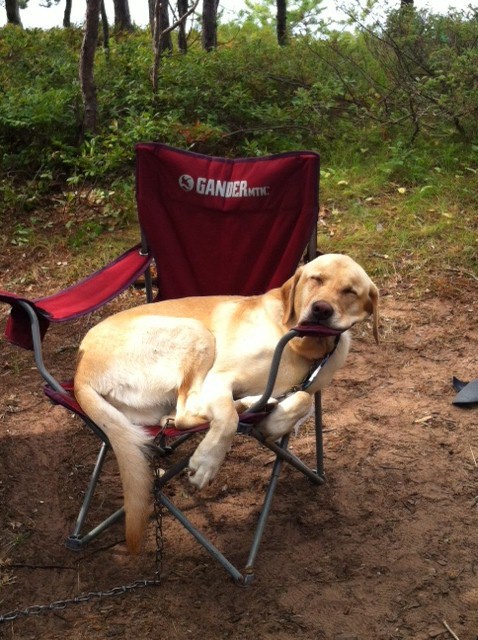 A golden retriever dog sleeping in a red folding camping chair.