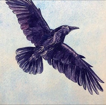 watercolor illustration of raven in flight