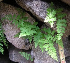 A green fern growing among some large gray rocks. There is a measuring tape showing the fern leaves to be 3-5 inches long
