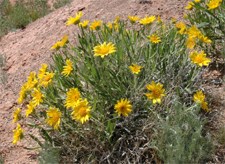 A small green shrub with large yellow flowers