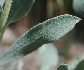 A closeup of a fuzzy green leaf