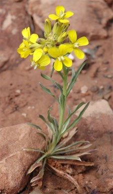 A closeup of a yellow plant growing in sandy soil