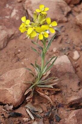 A closeup of a yellow flower in sandy soil.