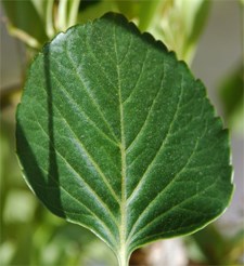 A closeup of a smooth green leaf with toothed edges