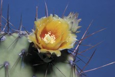 A closeup of a spiny cactus with a yellow flower