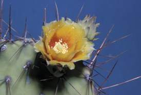 A closeup of a cactus with a yellow flower